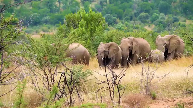 森林里的一群大象视频