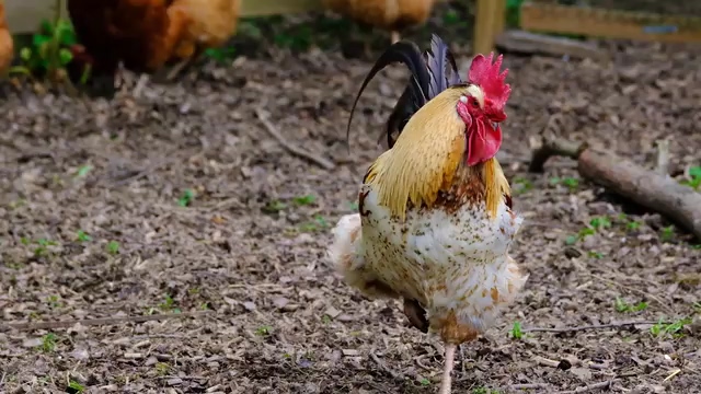 家禽一只公鸡免费视频素材