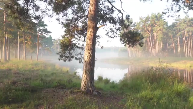 前移镜头雾气的森林和湖泊免费视频