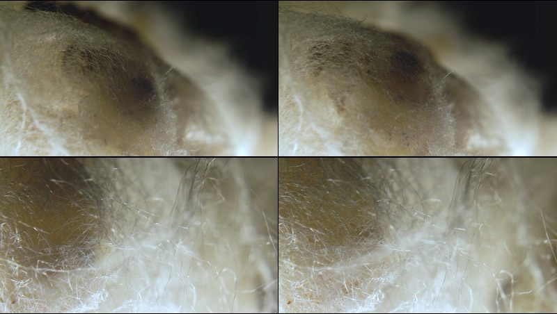 透明在蚕蛹里的蚕视频素材