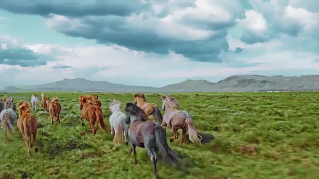 大气在草原上狂奔的马儿视频素材免费