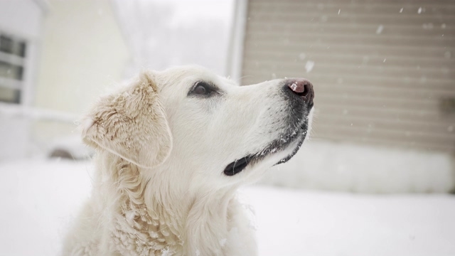 4K下雪天的白色狗狗视频素材