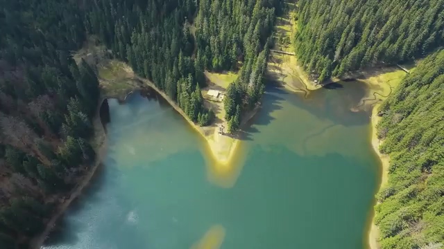 航拍湖边的针叶林视频素材
