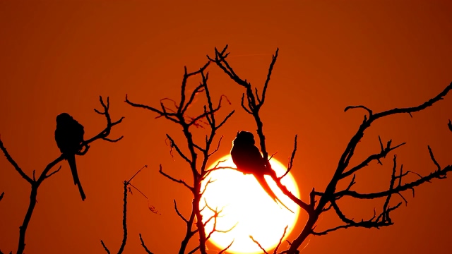 太阳前树干上的鸟剪影视频素材