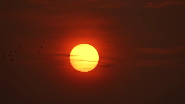 太阳前飞过的鸟剪影视频素材