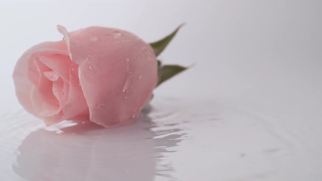 4K一朵粉色的玫瑰掉在水面上视频素材