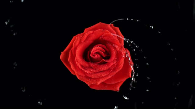 4K黑背景一朵旋转的水玫瑰视频