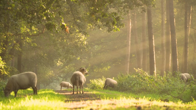 小清新太阳光线森林里的几只绵羊视频素材