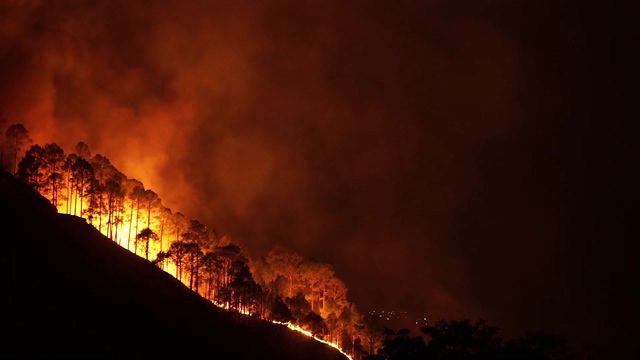 4K森林着火火灾视频