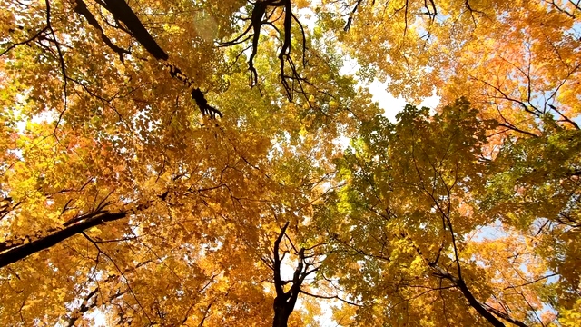 秋天黄色的树叶视频素材下载
