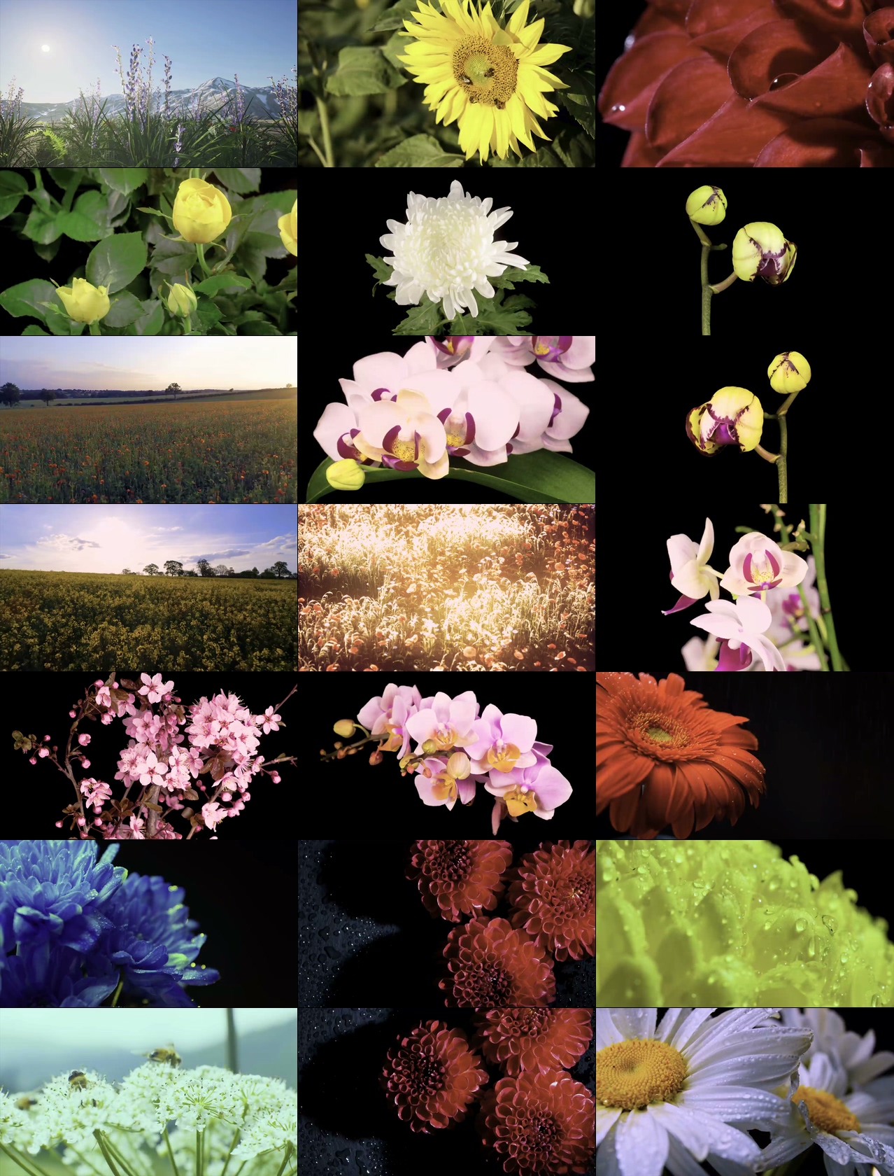 8K视频素材最美丽的花朵盛开视频素材系列纪录片
