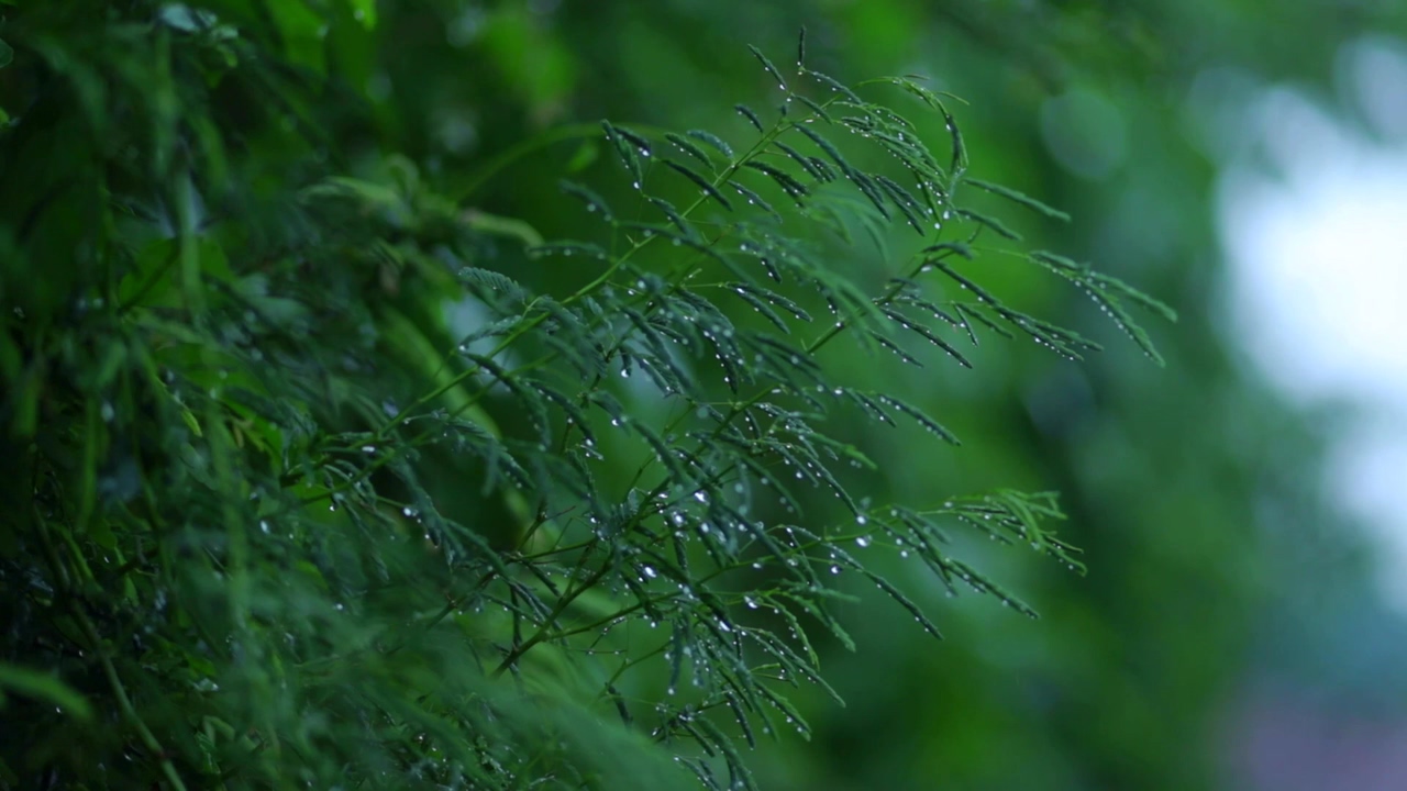 下雨视频素材_美丽的雨景与放松的神经音乐