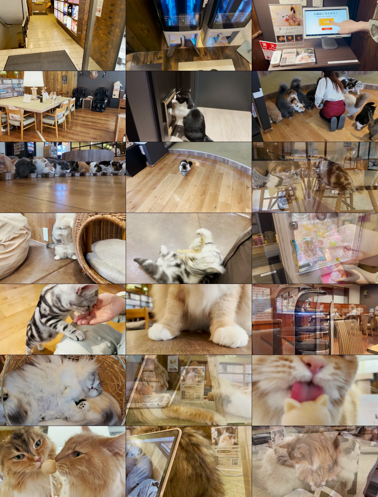 猫咪视频素材,日本咖啡馆里可爱的猫咪高清60帧