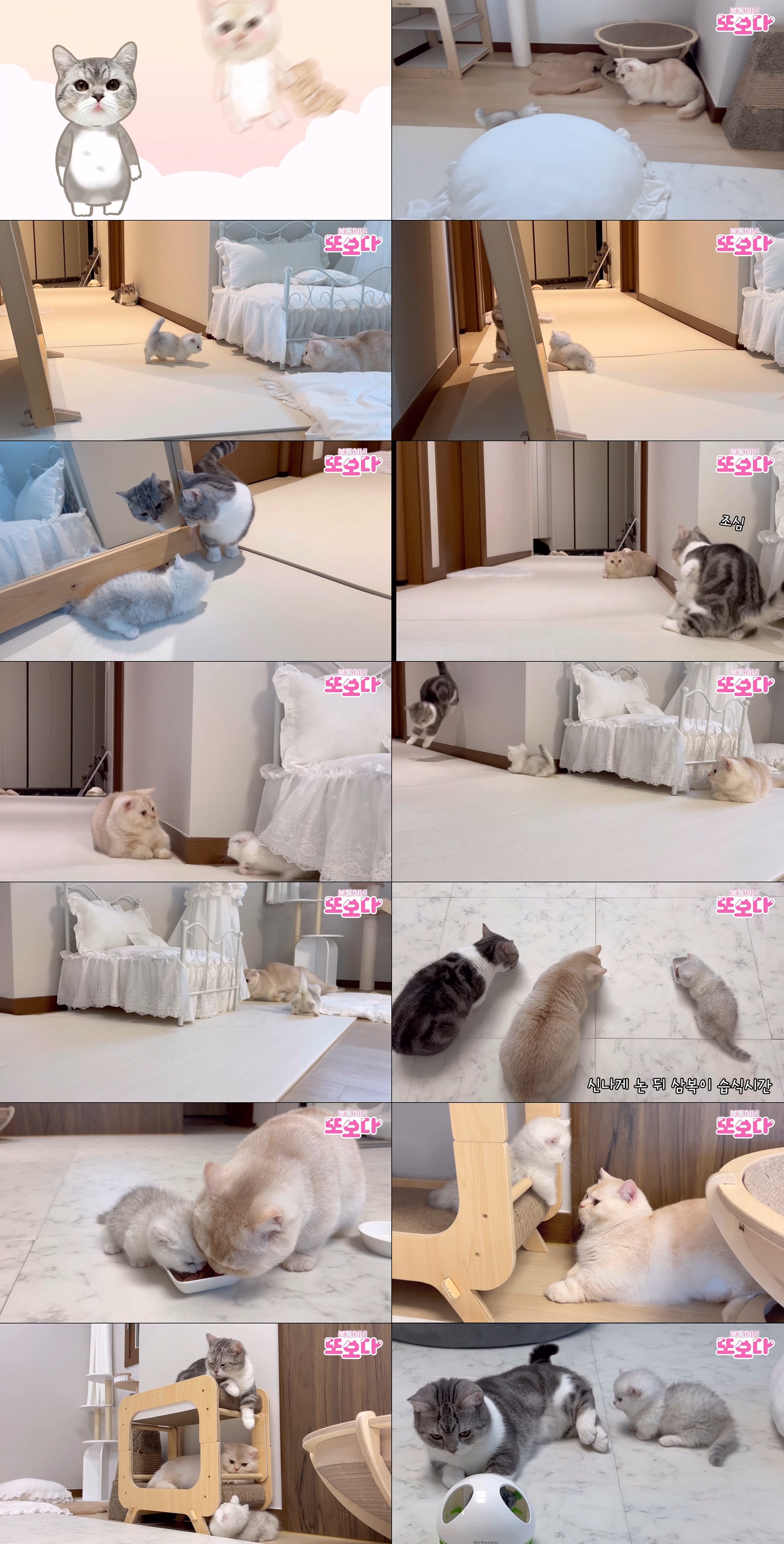 宠物视频素材,来自韩国的两只可爱小猫咪