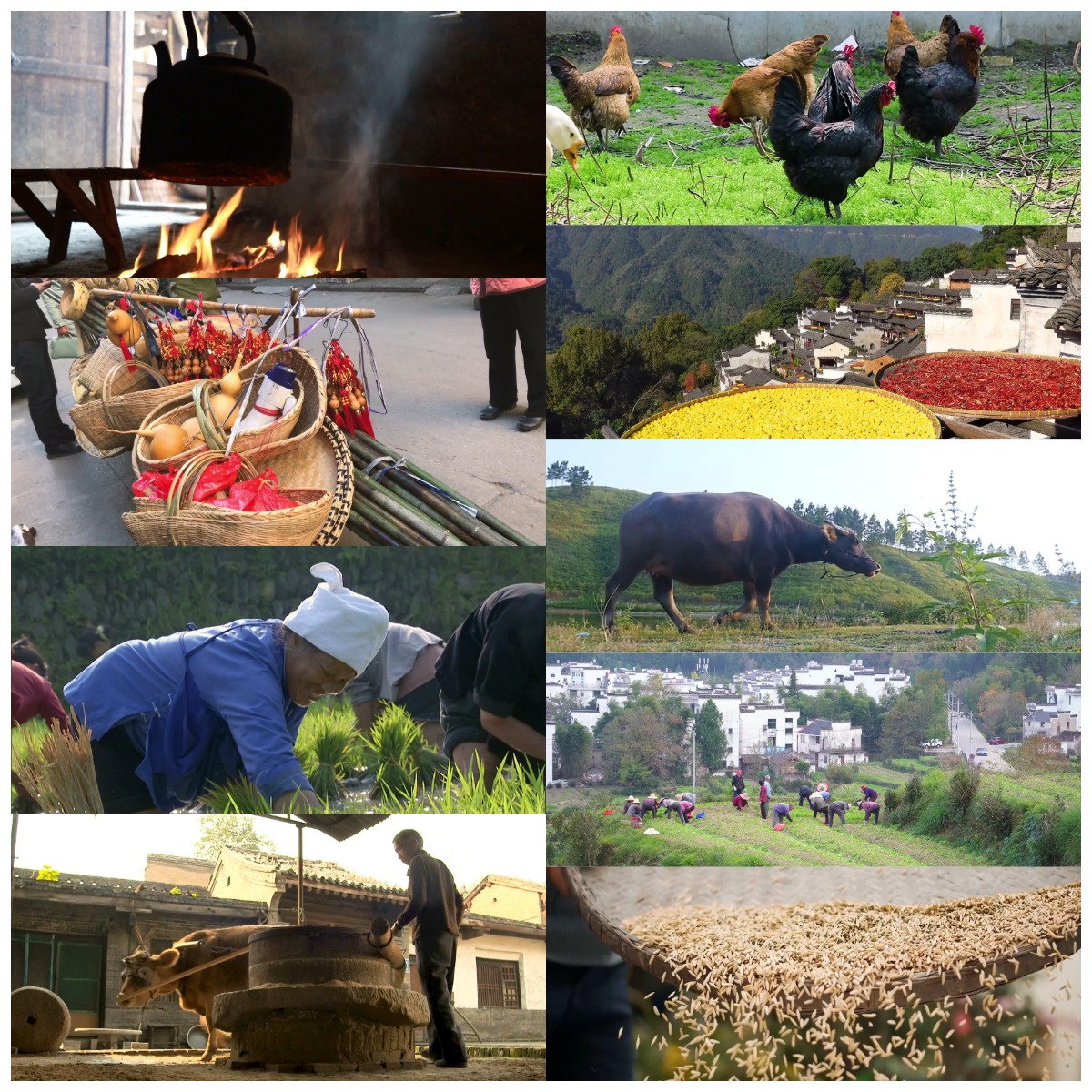 农村视频素材,50个家乡老百姓务农真实生活写照打包下载