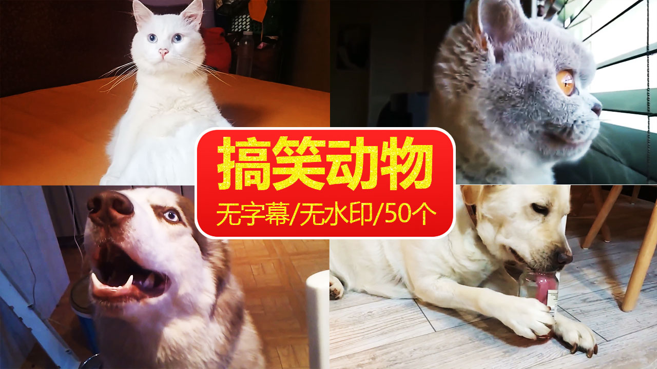 50个动物搞笑视频素材,猫狗老鼠和其他动物