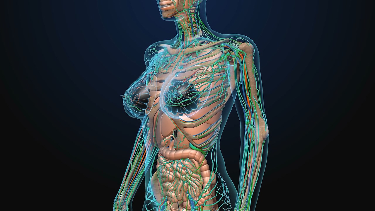 女性身体结构,经脉医学动画视频
