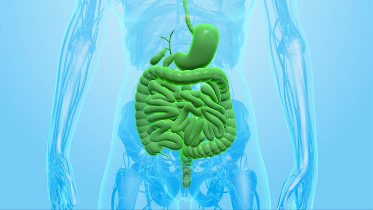 肠胃医学动画,女性身体结构医疗动画视频