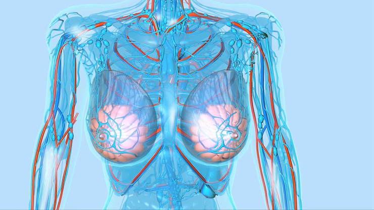 乳腺视频素材,女性身体结构乳腺癌医学动画
