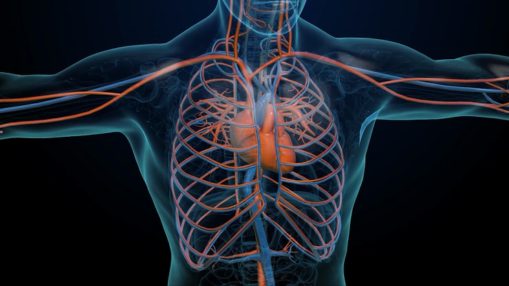 心脏和心脉视频素材,身体结构医学动画