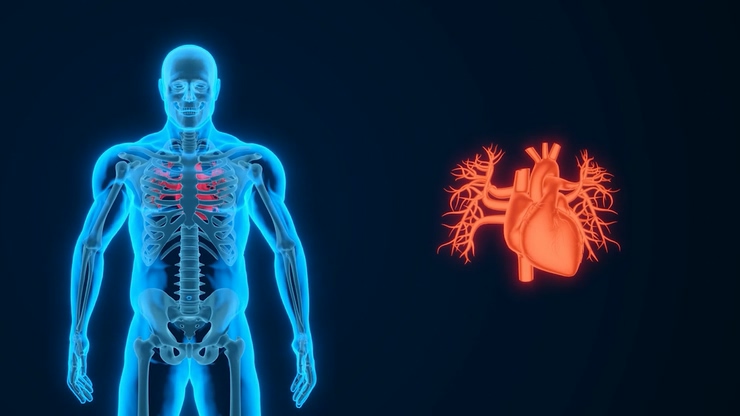 心脏视频素材人体骨骼动画医学动画