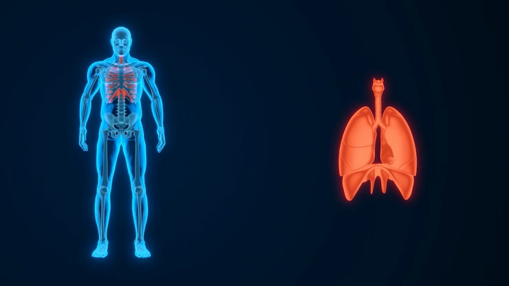心肺视频素材,人体骨骼医学动画