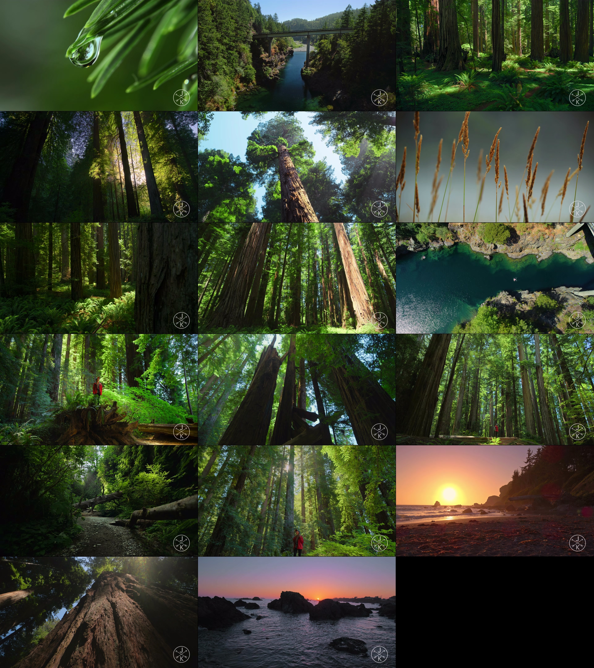 大森林视频素材_深山老林视频古树木震撼视野4K60帧