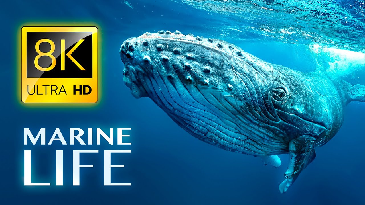 海洋生物视频素材下载30分钟4K超清画质海洋视频