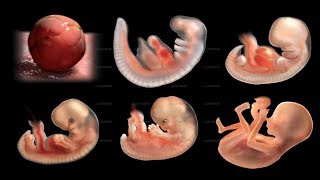 怀孕生长视频素材_生命的奇迹胎儿生长周期3D模拟视频素材下载