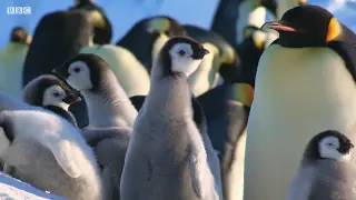 企鹅视频素材企鹅宝宝在南极寒冷BBC纪录片