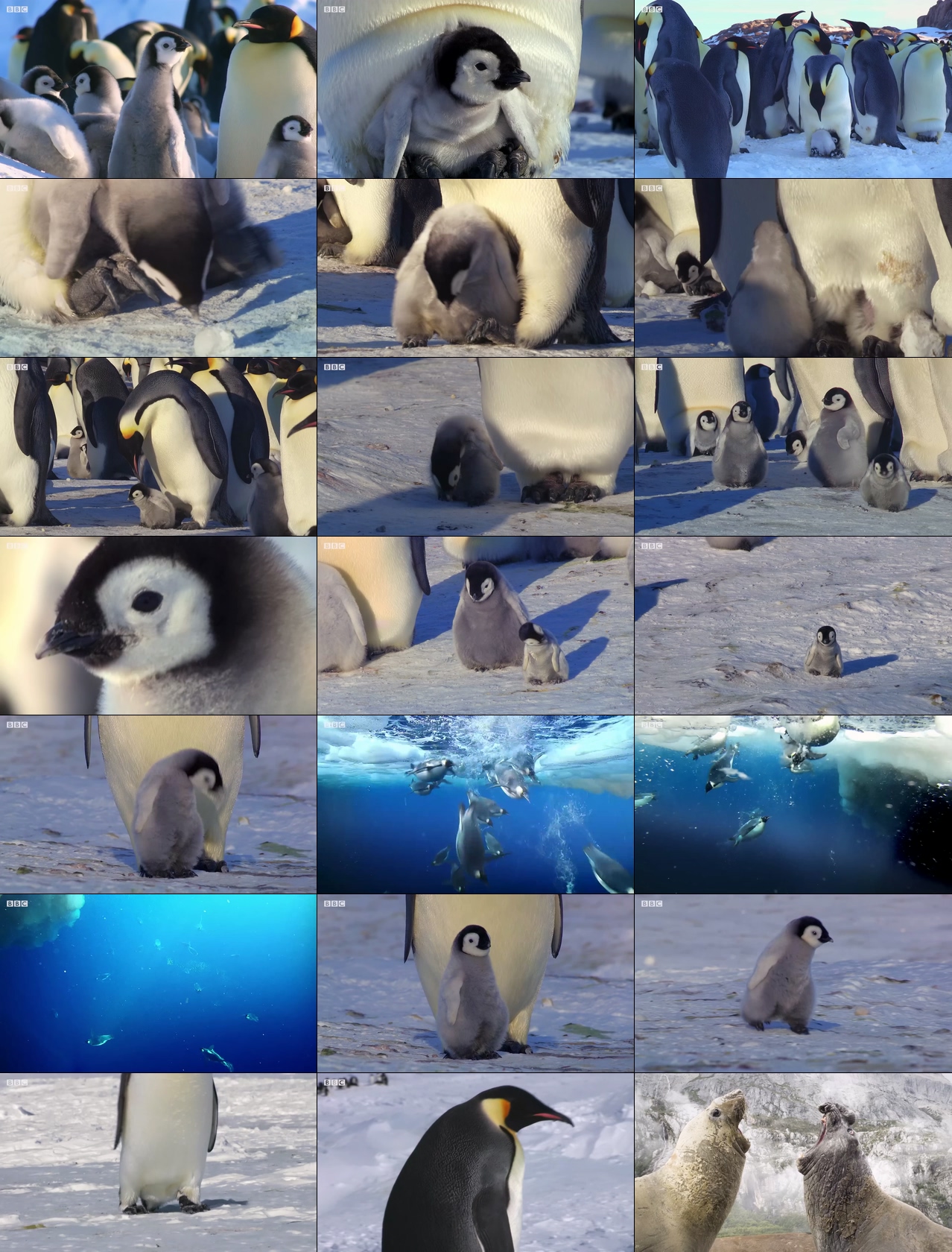 企鹅视频素材企鹅宝宝在南极寒冷BBC纪录片