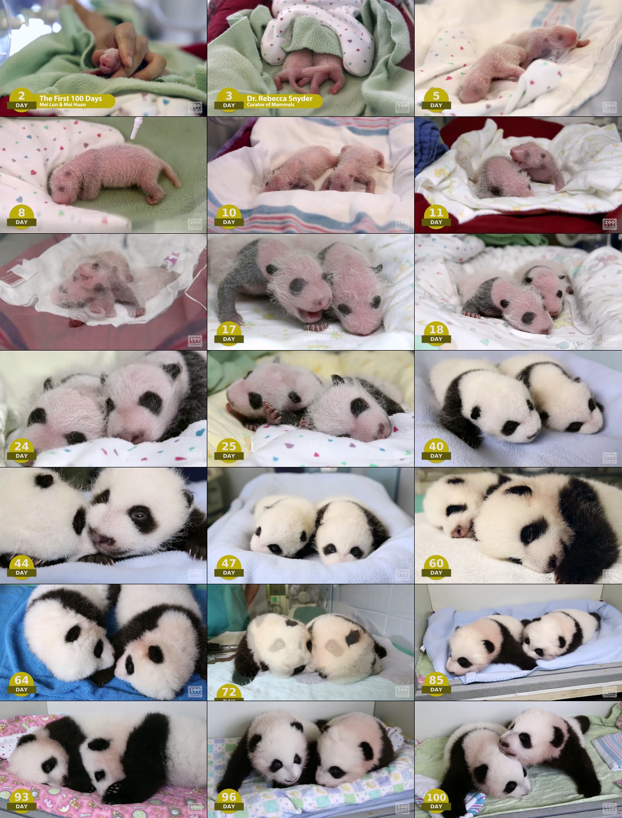 熊猫视频素材熊猫宝宝从1到100天的变化纪录片