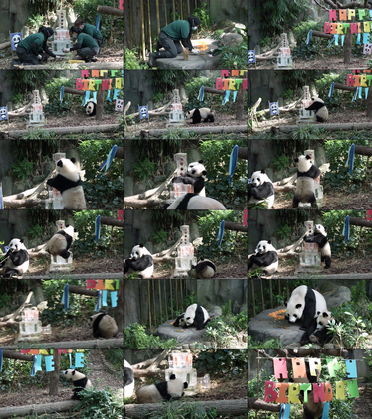 新加坡熊猫乐乐一周岁啦，动物园给它过生日纪录片