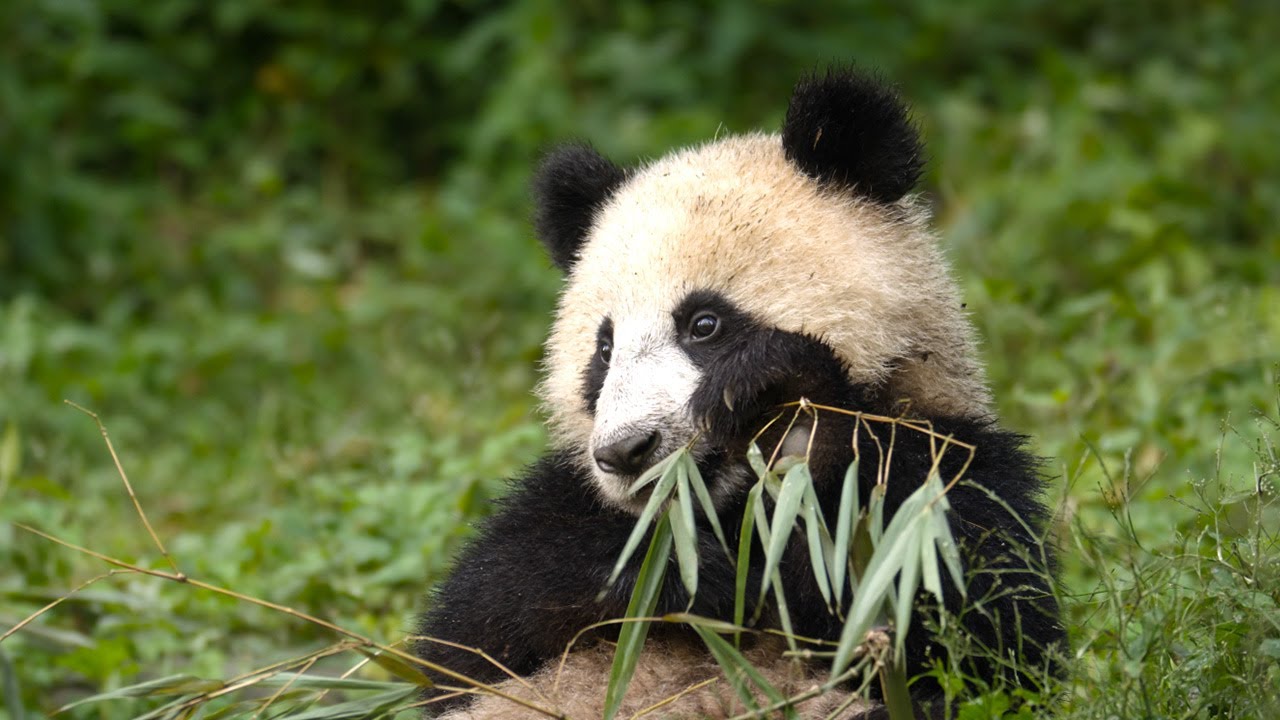 熊猫妈妈教宝宝吃竹子4KUHD纪录片BBC