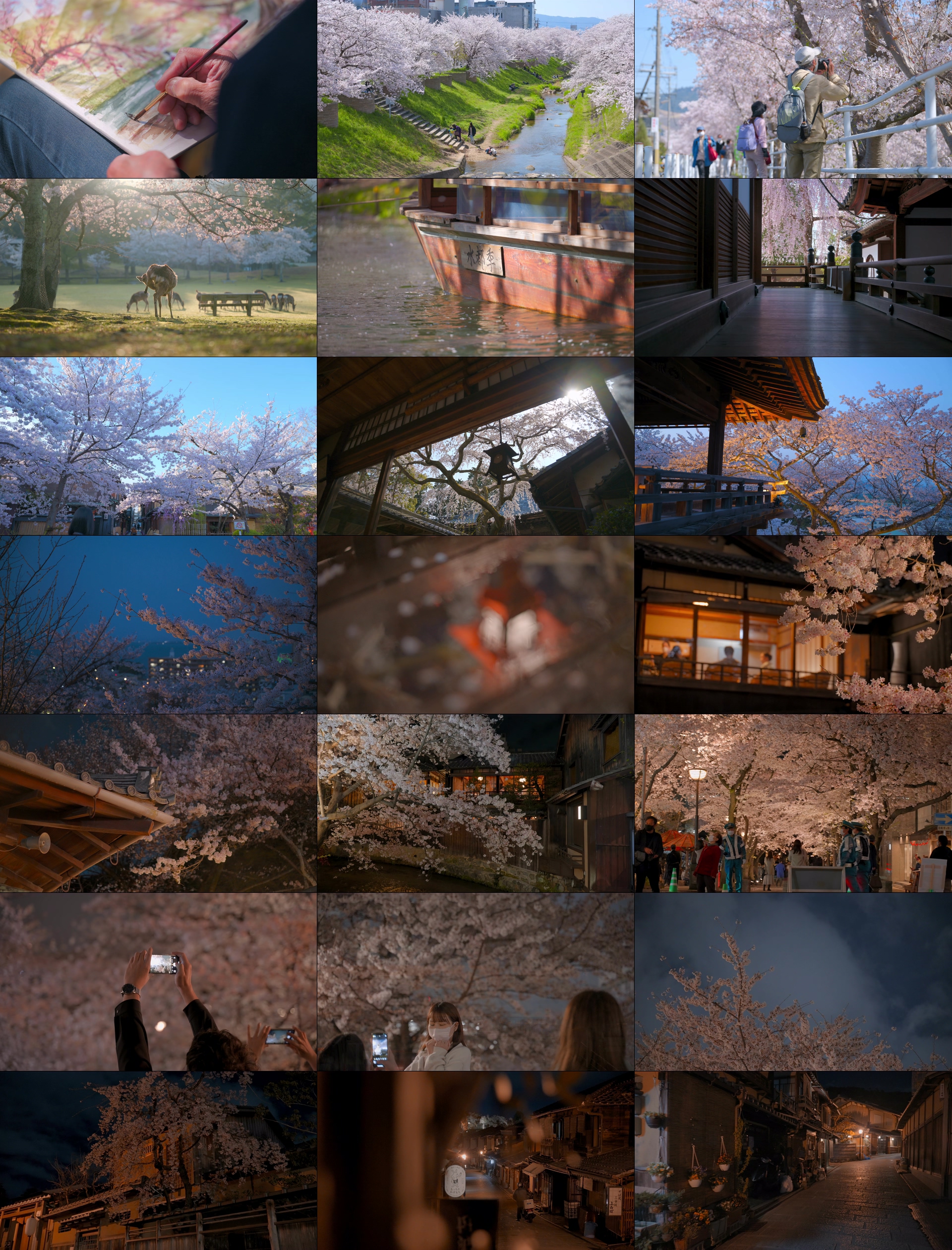 樱花视频素材日本京都最美的櫻花4K纪录片