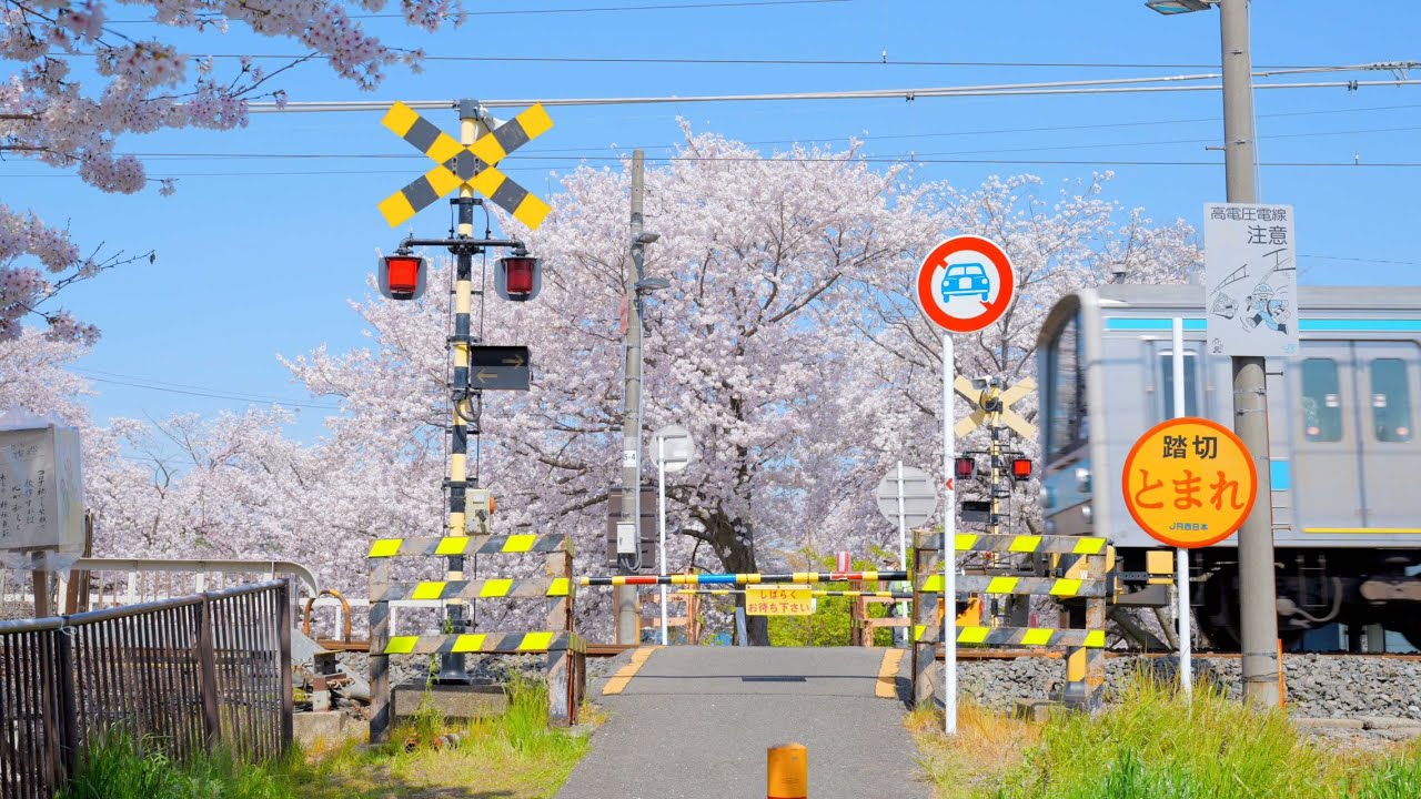 樱花视频素材日本京都最美的櫻花4K纪录片