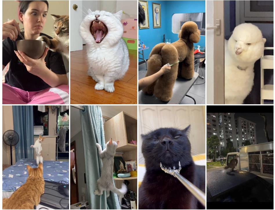 猫咪视频素材国内外猫咪搞笑视频素材374个打包下载